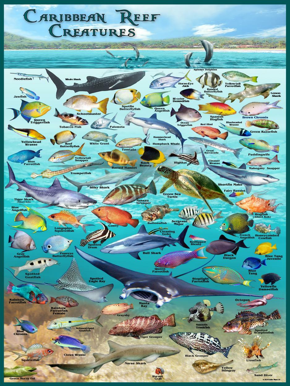 caribbean sea monsters Caribbean Reef Creatures Poster – Franko Maps