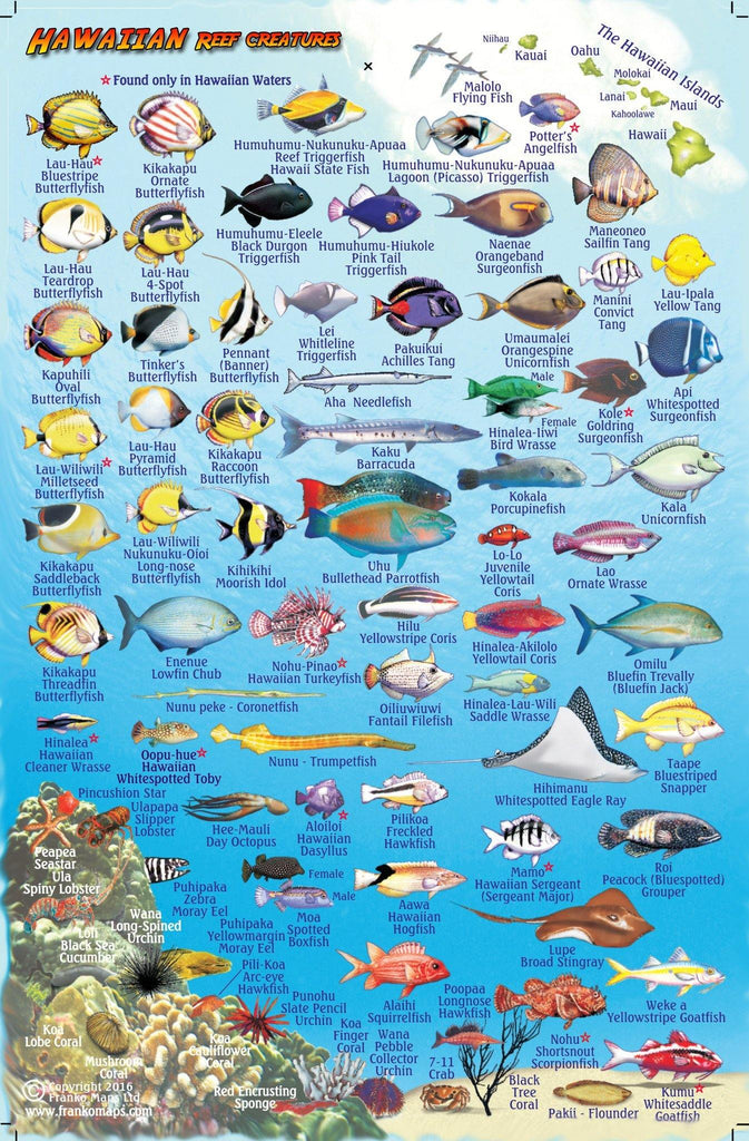 Hawaii "Big Island" Fish Card - Frankos Maps