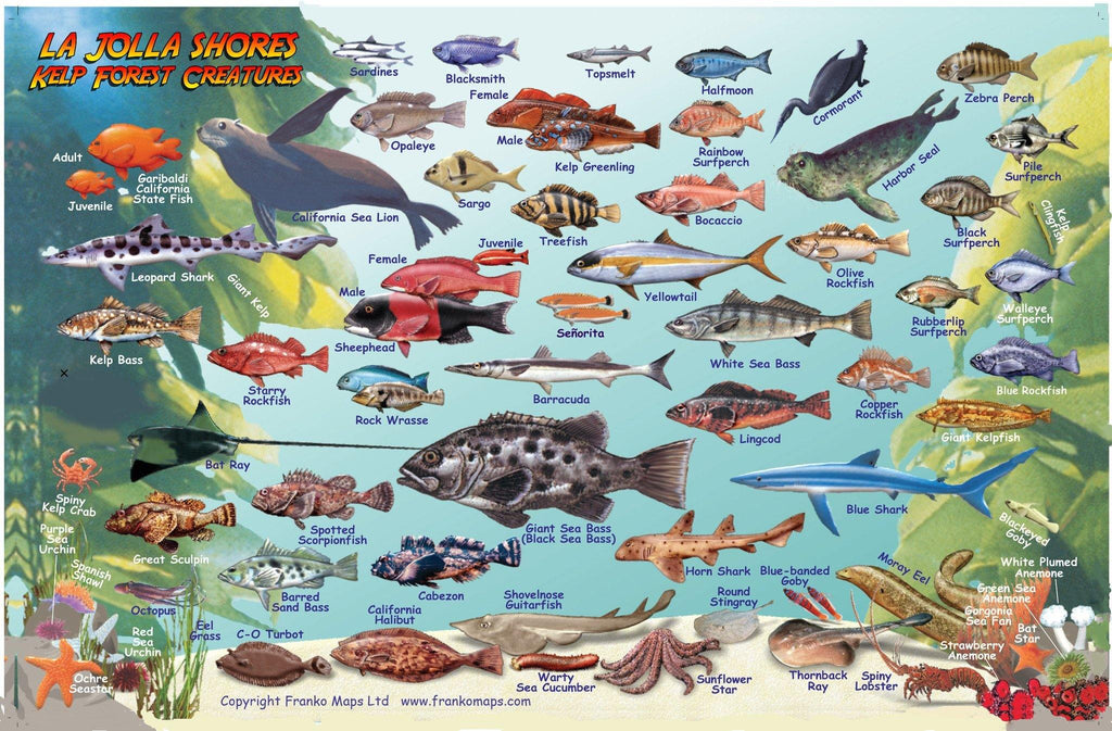 La Jolla Shores Fish Card - Frankos Maps