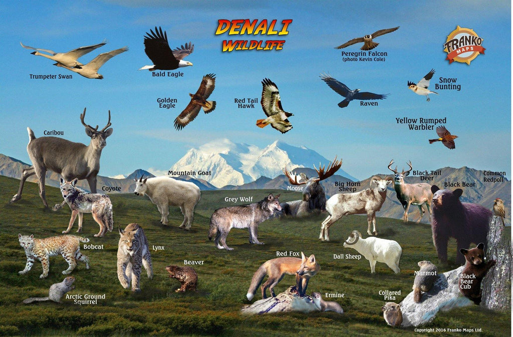 Denali National Park Guide Card - Frankos Maps