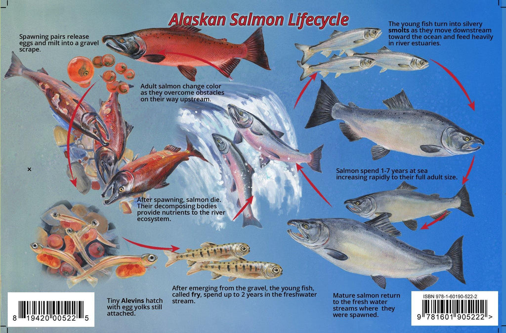 Pacific salmon life cycle card by Franko Maps