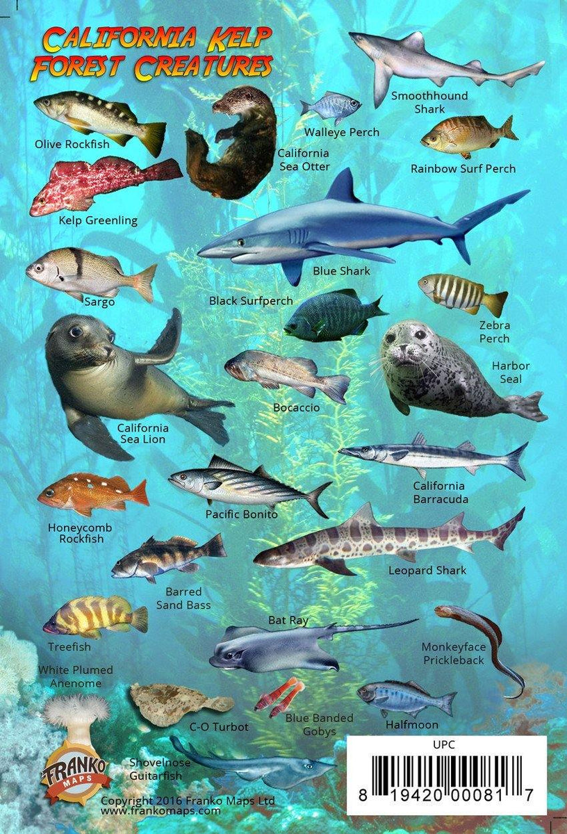 Florida Keys Mini Fish Card