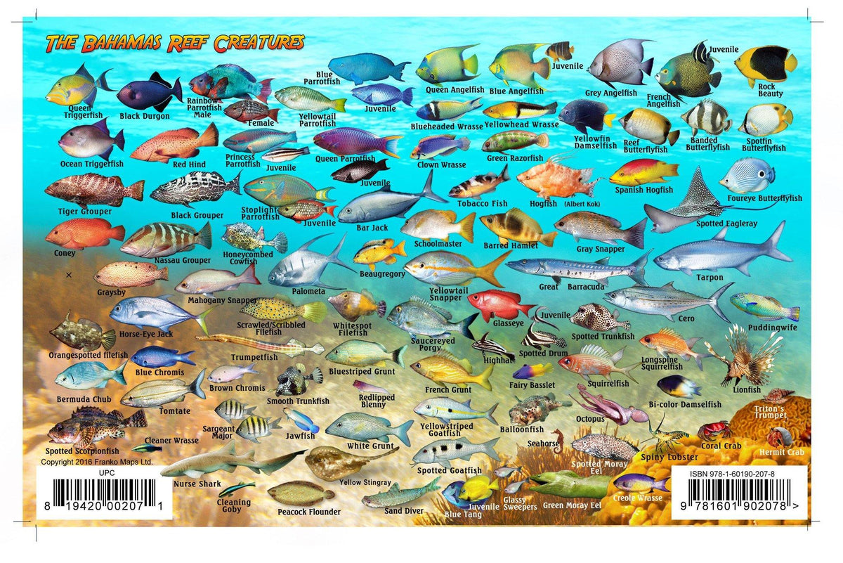bahamas box fish Bahamas Fish Card – Franko Maps