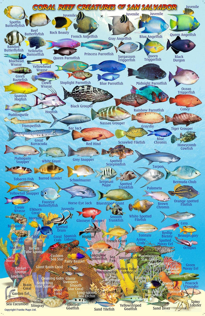 San Salvador Island, The Bahamas, Fish Card - Frankos Maps