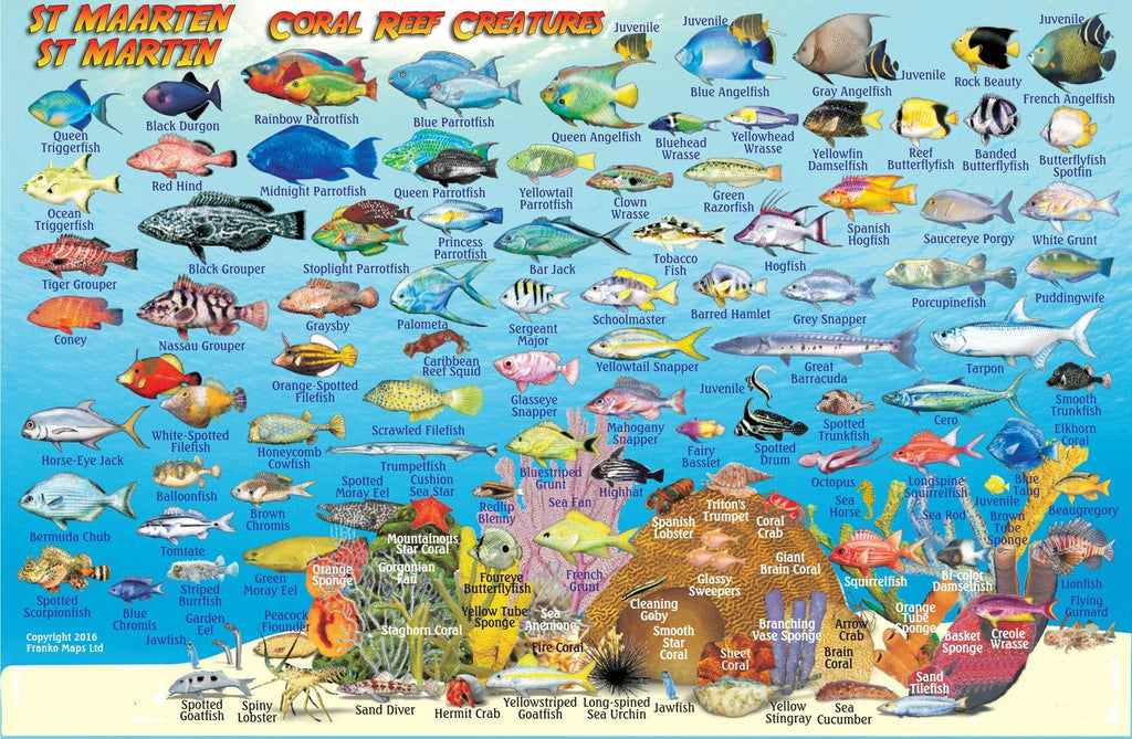 St. Martin & St. Maarten Fish Card - Frankos Maps