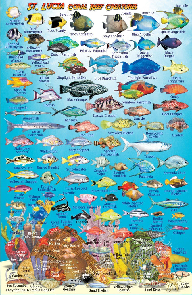 St Lucia Fish Card - Frankos Maps