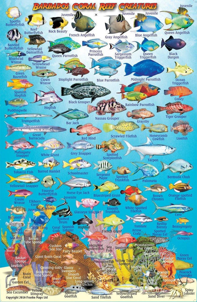 Barbados Fish ID Card