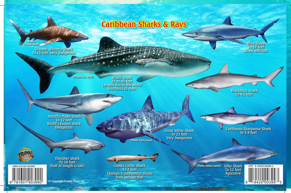 Caribbean Sharks and Rays card