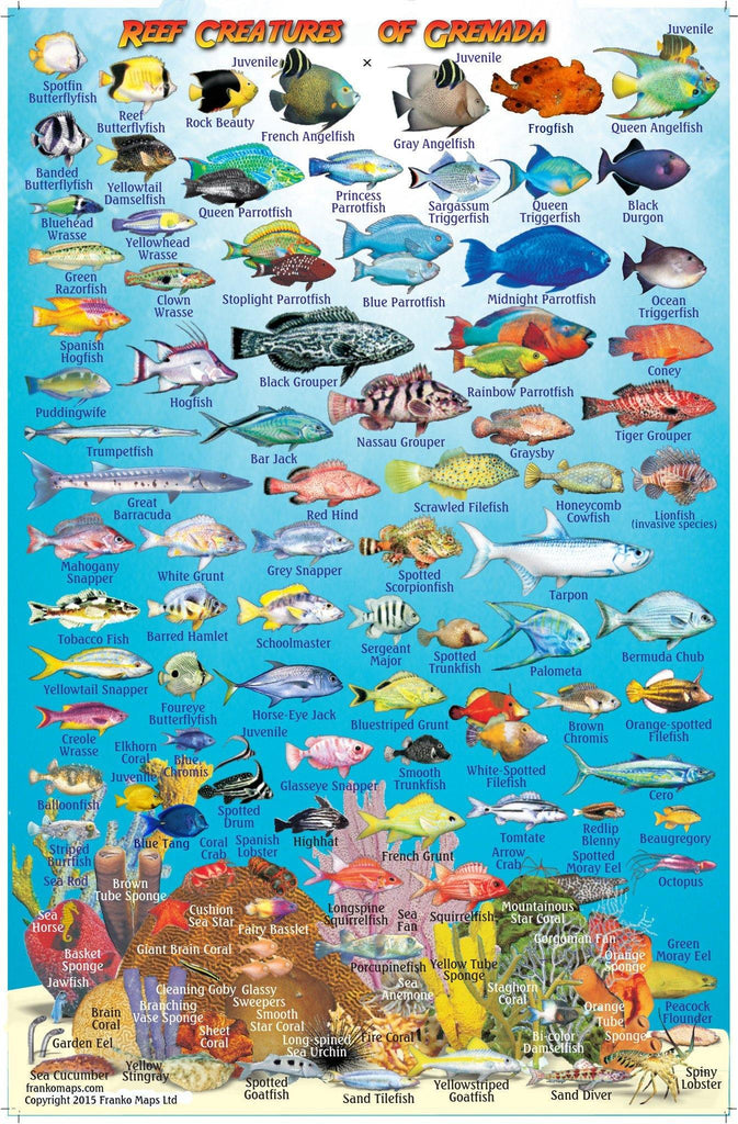 Grenada Fish Card - Frankos Maps