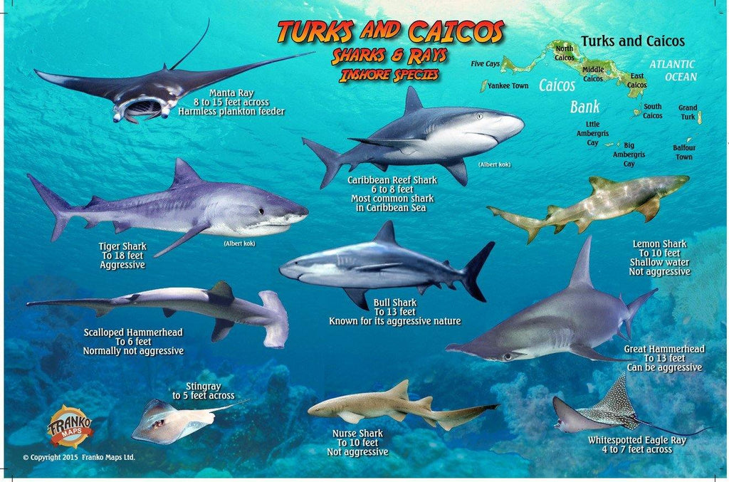Turks & Caicos Sharks & Rays Card - Frankos Maps