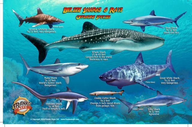 Belize Sharks & Rays Card - Frankos Maps