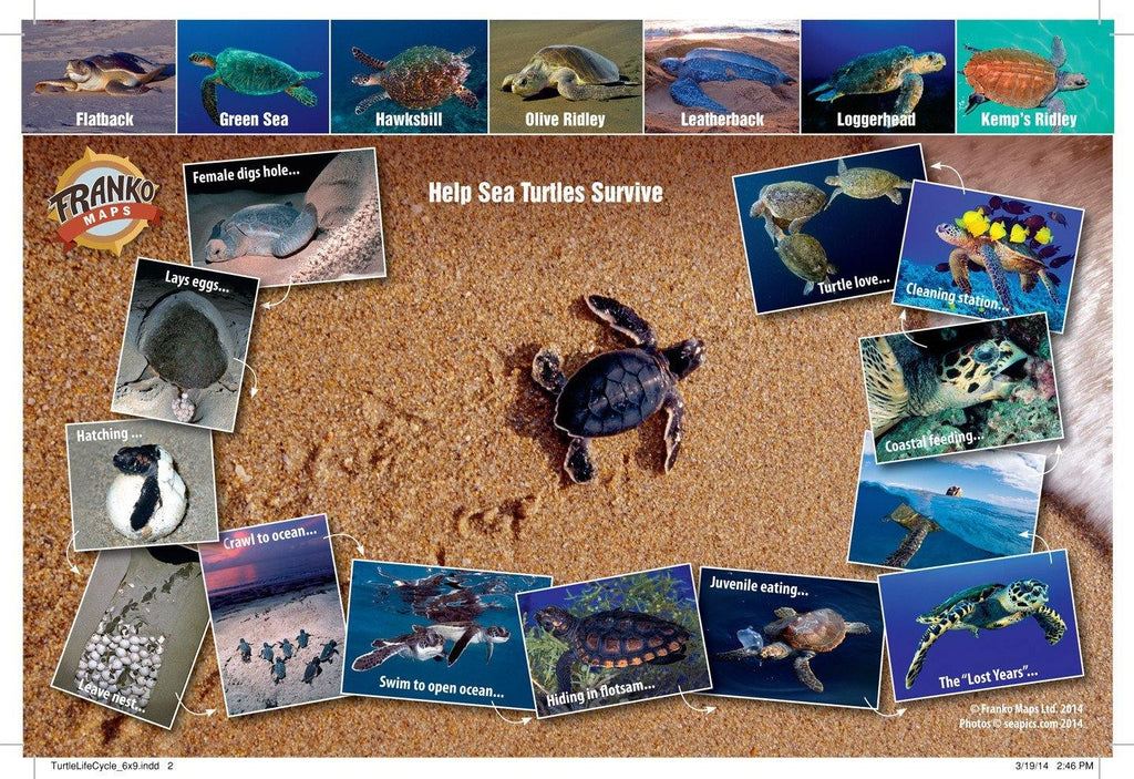 Sea Turtles Lifecycle Card - Frankos Maps