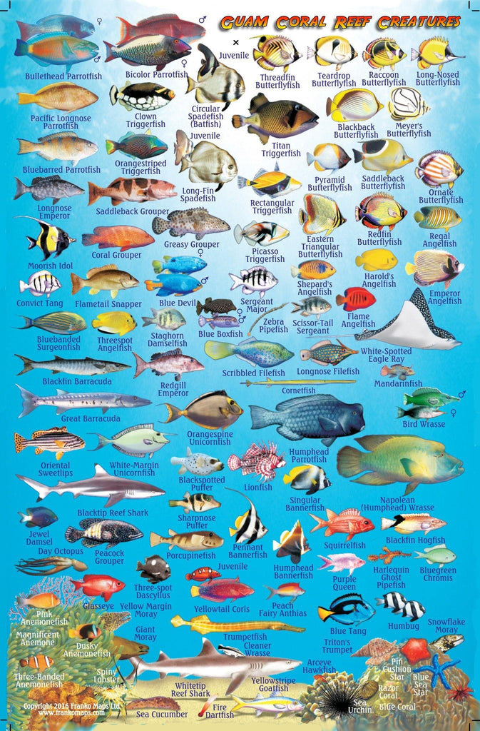 Guam Fish Card - Frankos Maps
