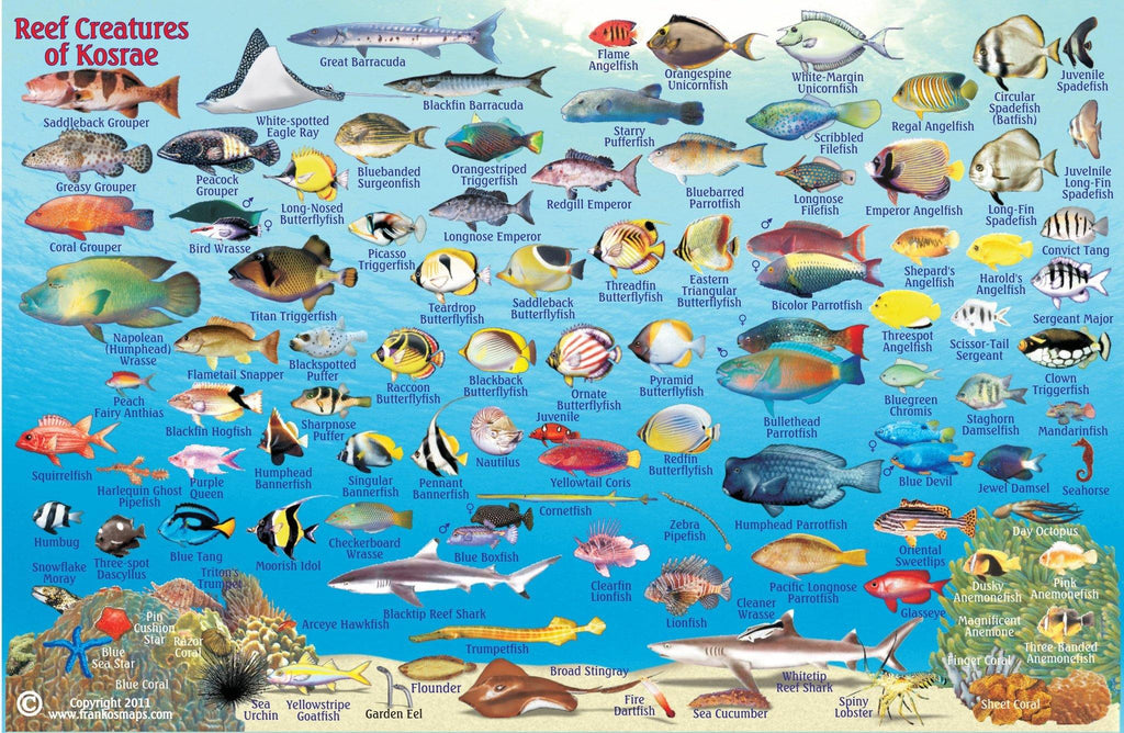 Kosrae Fish Card - Frankos Maps