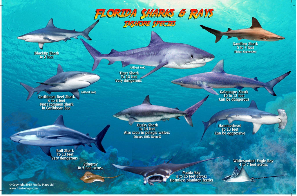 Florida Sharks & Rays Card - Frankos Maps