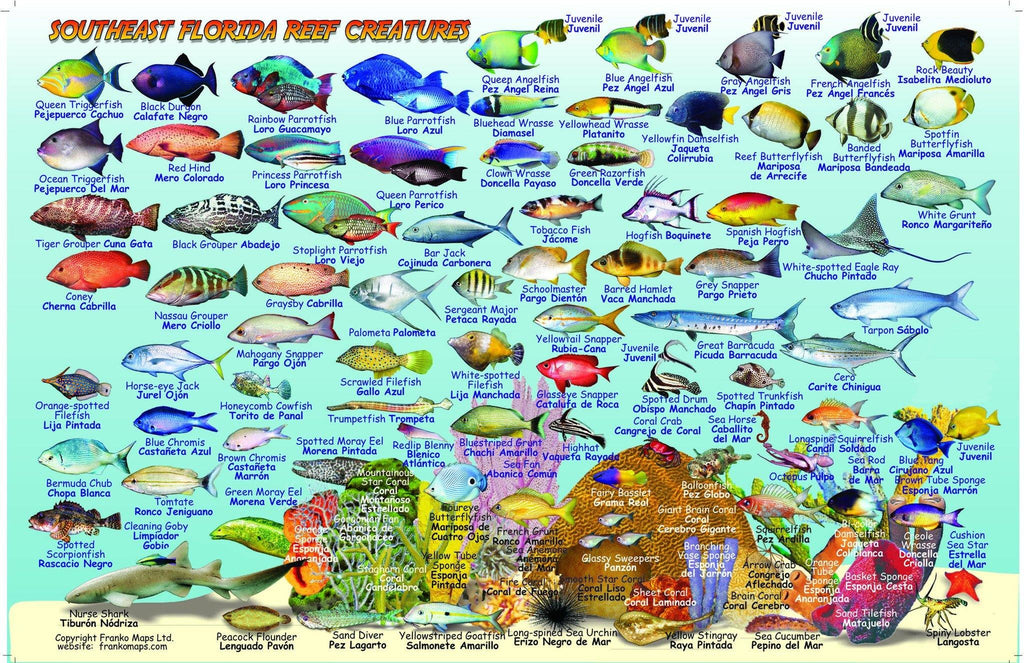 Southeast Florida Fish Card - Frankos Maps