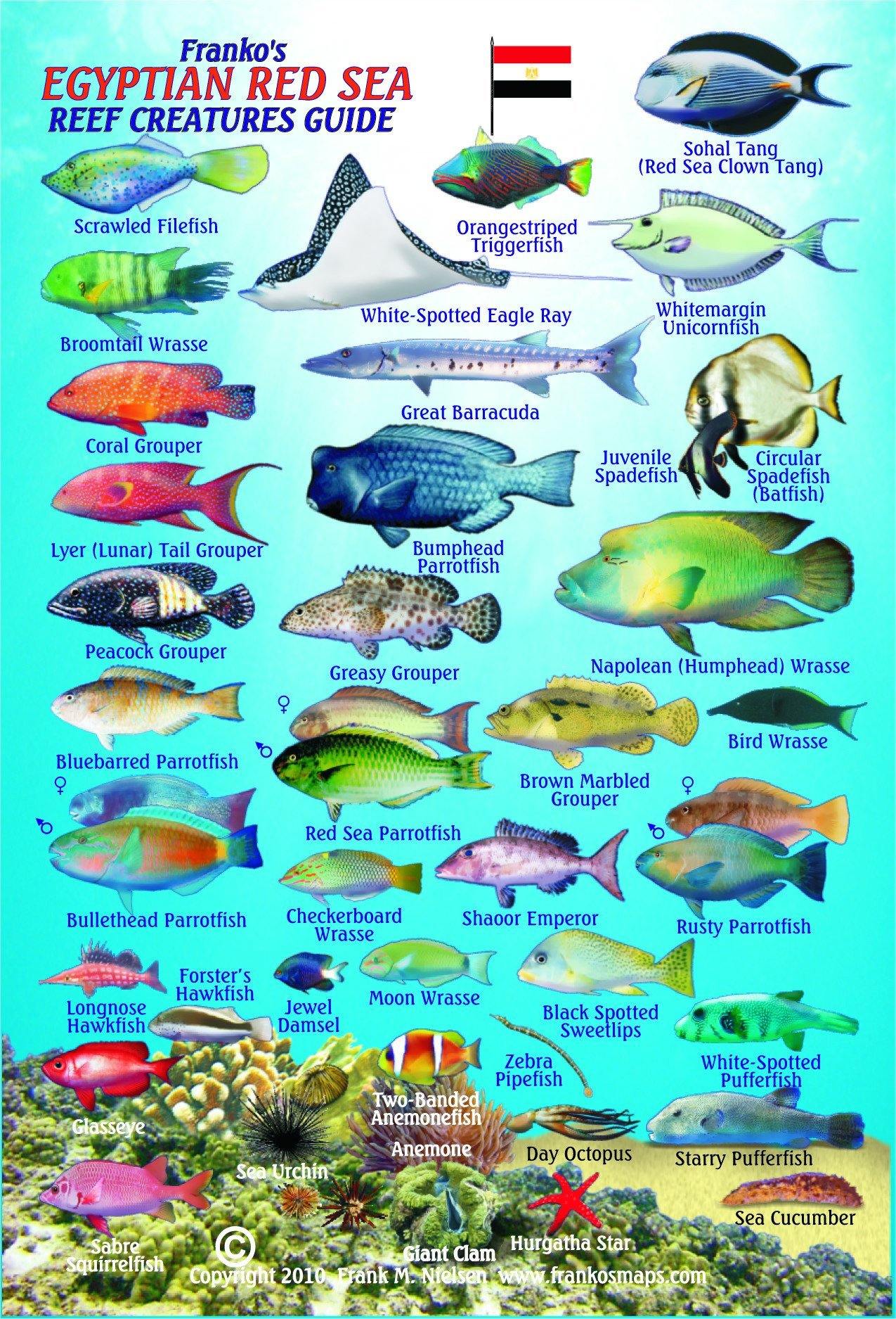 Universel Lav Identificere Egyptian Red Sea Mini Fish Card – Franko Maps