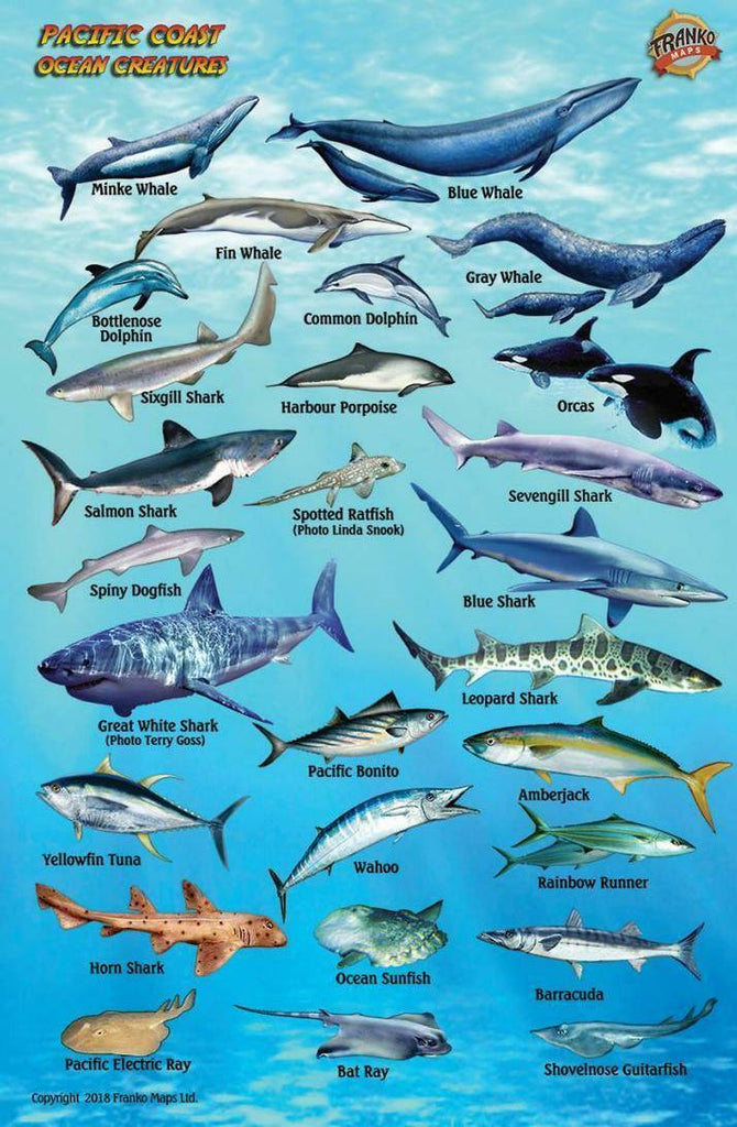 Pacific Coast Ocean & Kelp Creatures Fish Card - Frankos Maps
