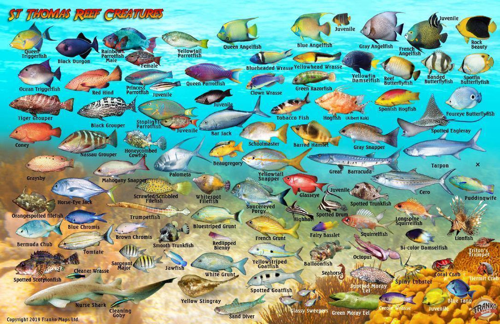 St. Thomas USVI Fish Card - Frankos Maps