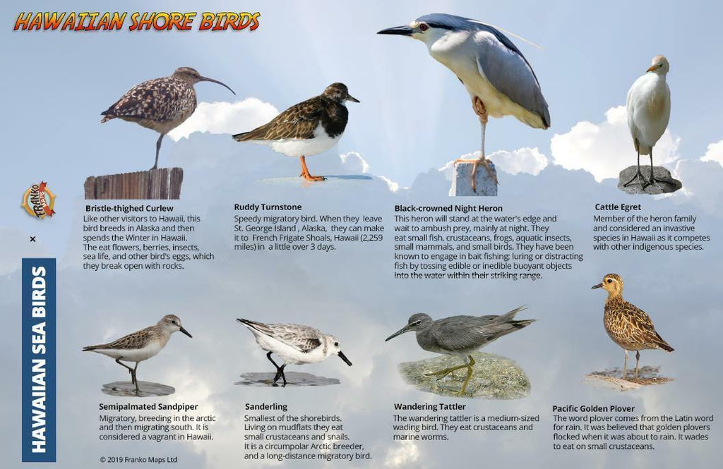 Hawaiian Sea & Shore Birds Guide Card - Frankos Maps