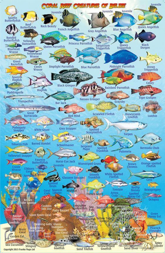 Belize fish identification by Franko Maps