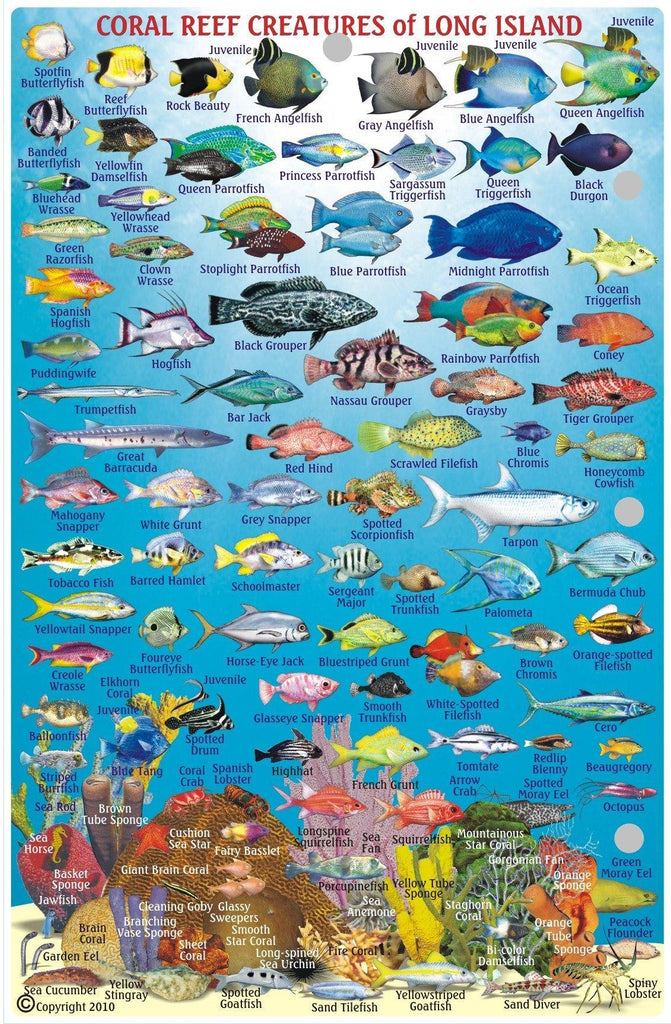 Long Island, The Bahamas, Fish Card - Frankos Maps