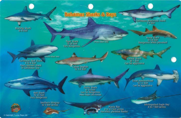 Bahamas Sharks & Rays Card - Frankos Maps