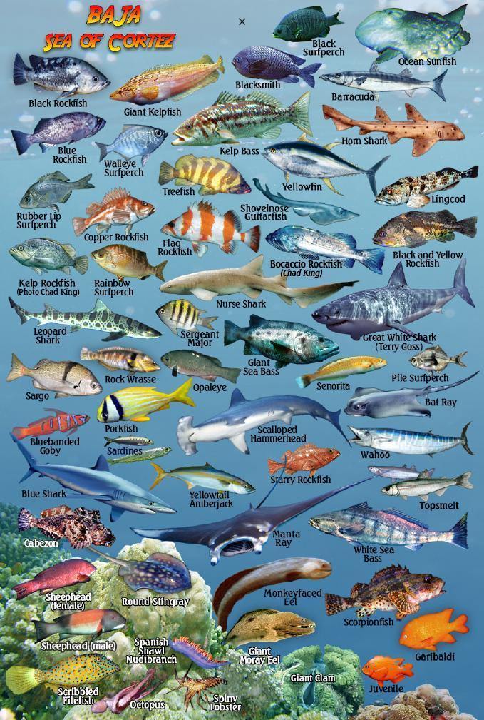 Baja Mini Fish Card - Frankos Maps