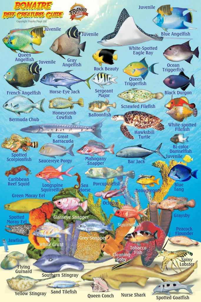 Bonaire Mini Fish Card - Frankos Maps