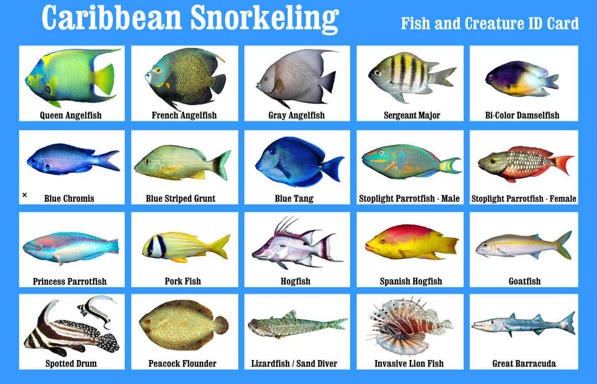 Caribbean Snorkeling Fish Identification Card