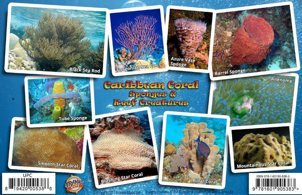 Caribbean Sea Coral Guide Card - Frankos Maps