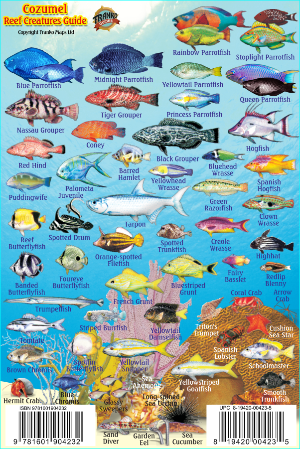 Cozumel Mini Fish Card - Frankos Maps