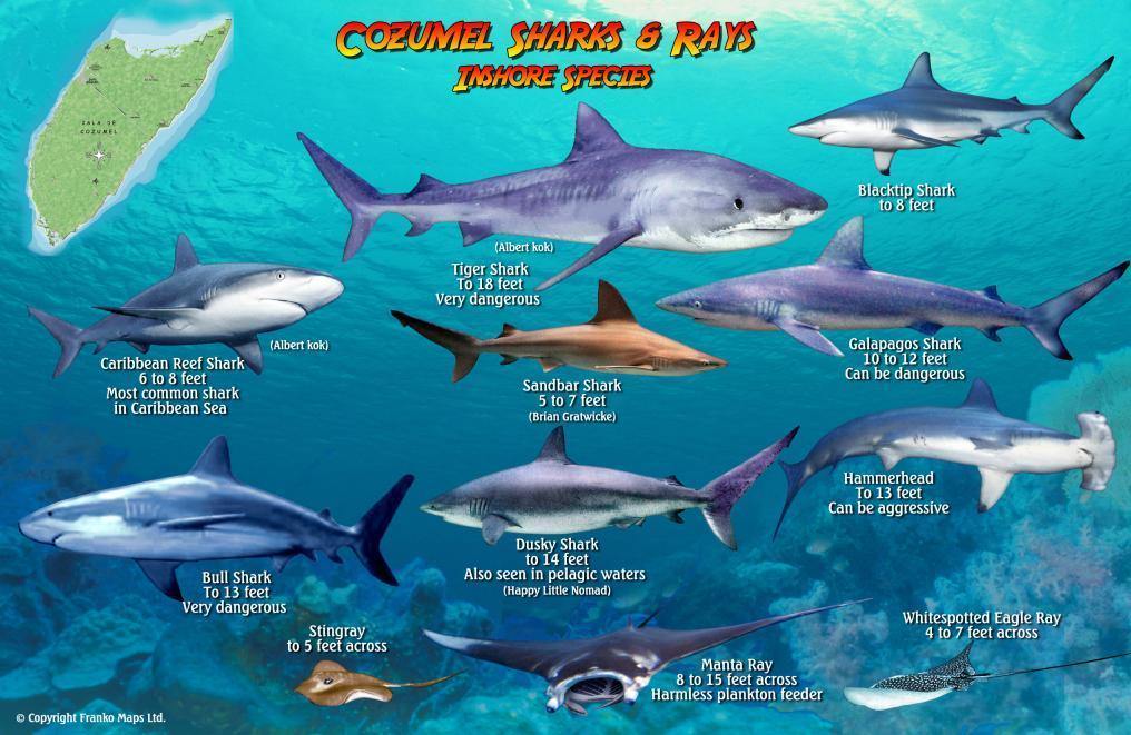 Cozumel Sharks & Rays Card - Frankos Maps