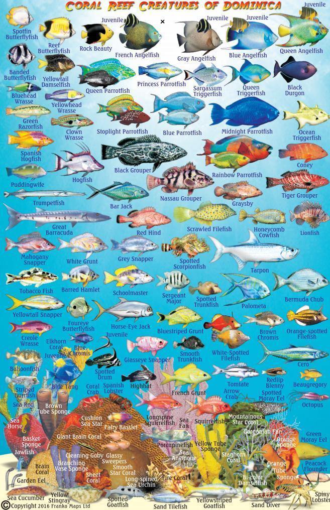 Dominica Fish Card - Frankos Maps