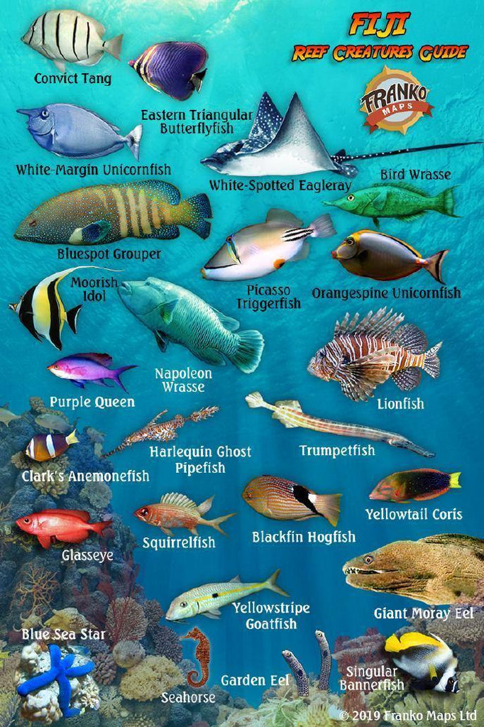 Fiji Mini Fish Card - Frankos Maps