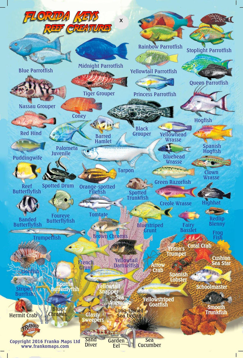 box fish florida keys Florida Keys Mini Fish Card – Franko Maps
