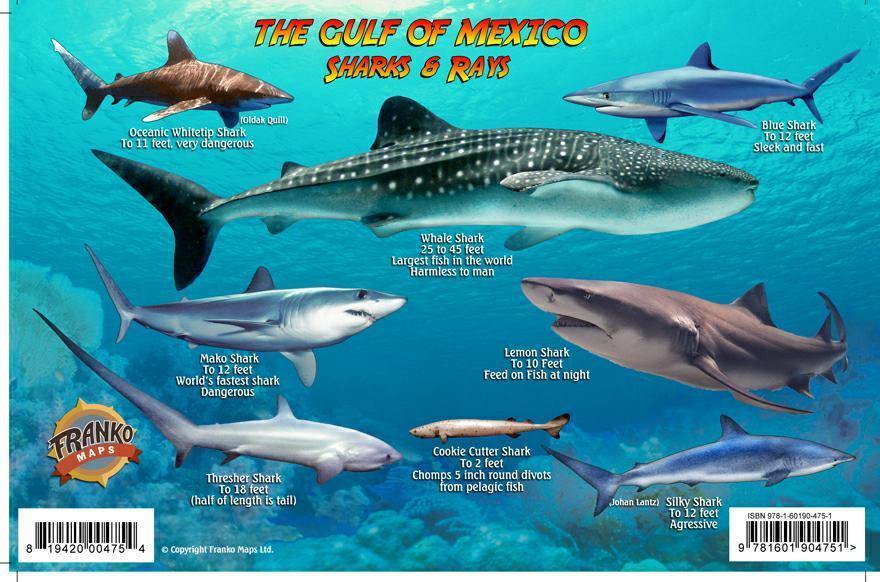 Gulf of Mexico Sharks & Rays Card - Frankos Maps