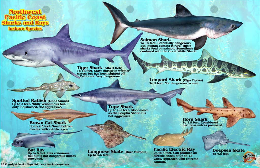 Pacific Northwest Sharks & Rays Card - Frankos Maps