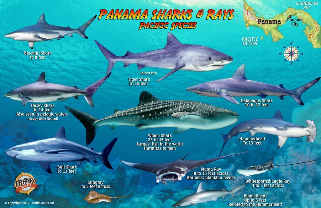 Panama Sharks & Rays Card - Frankos Maps