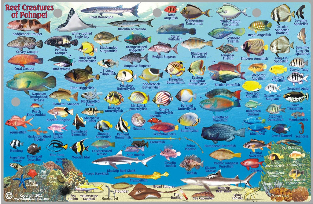 Pohnpei Fish Card - Frankos Maps