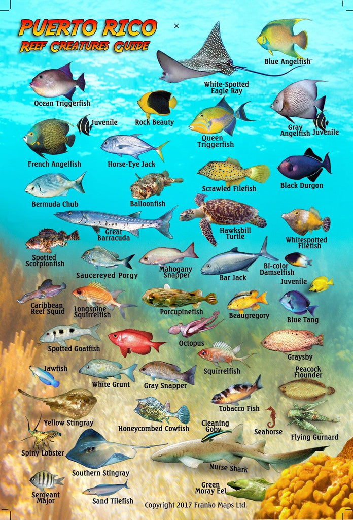Puerto Rico Mini Fish Card - Frankos Maps