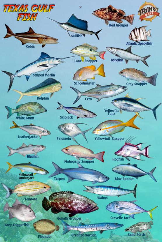 Texas Gulf Fish Species texas-gulf-fish-species