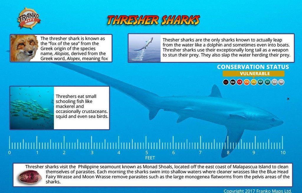 Philippines Thresher Sharks, Monad Shoal Card - Frankos Maps