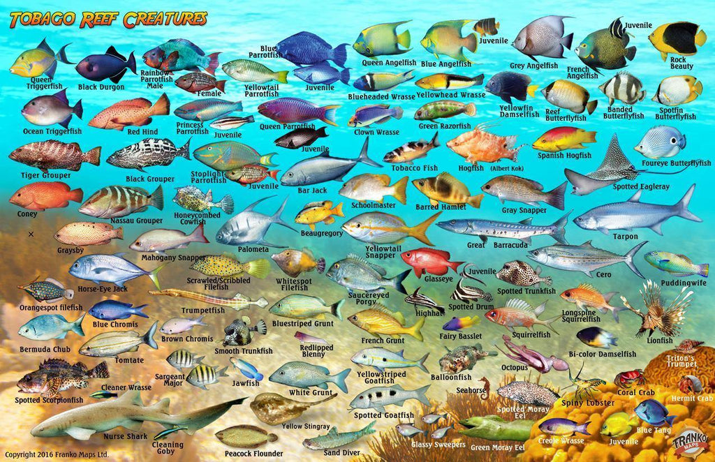 Tobago Fish Card - Frankos Maps