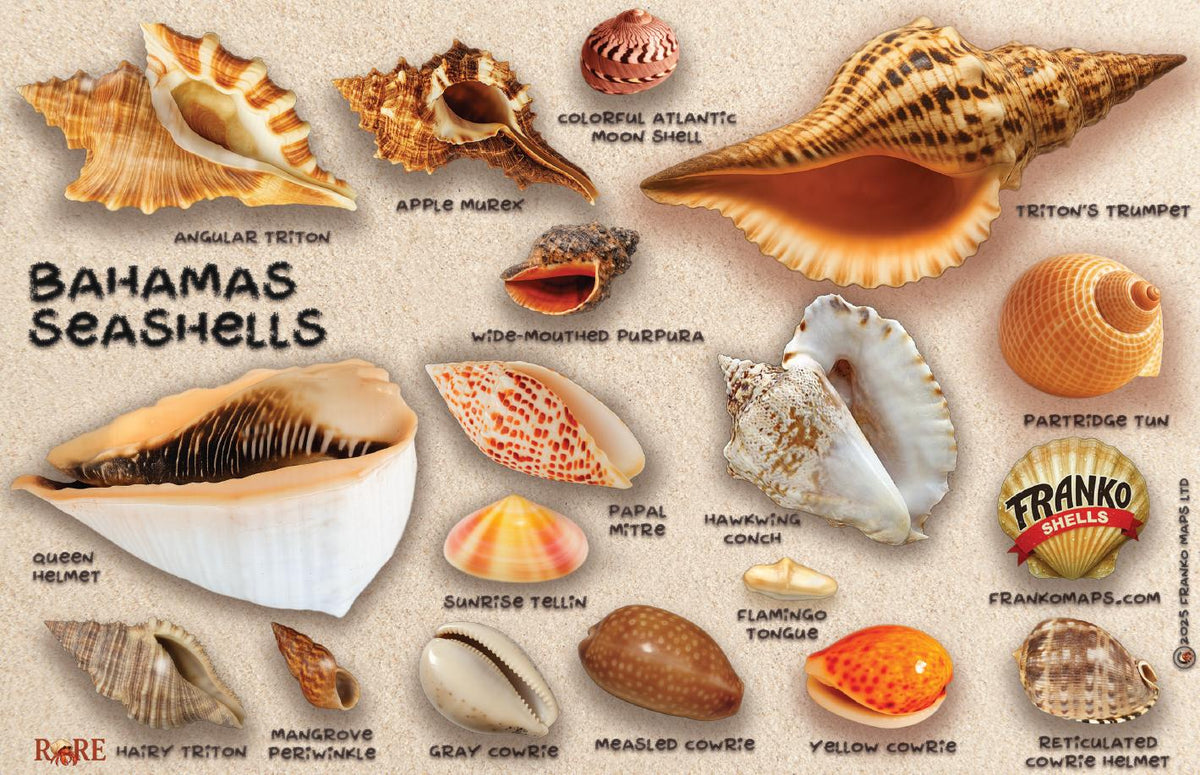 Caribbean Shell Guide Bahamas Seashells Guide – Franko Maps