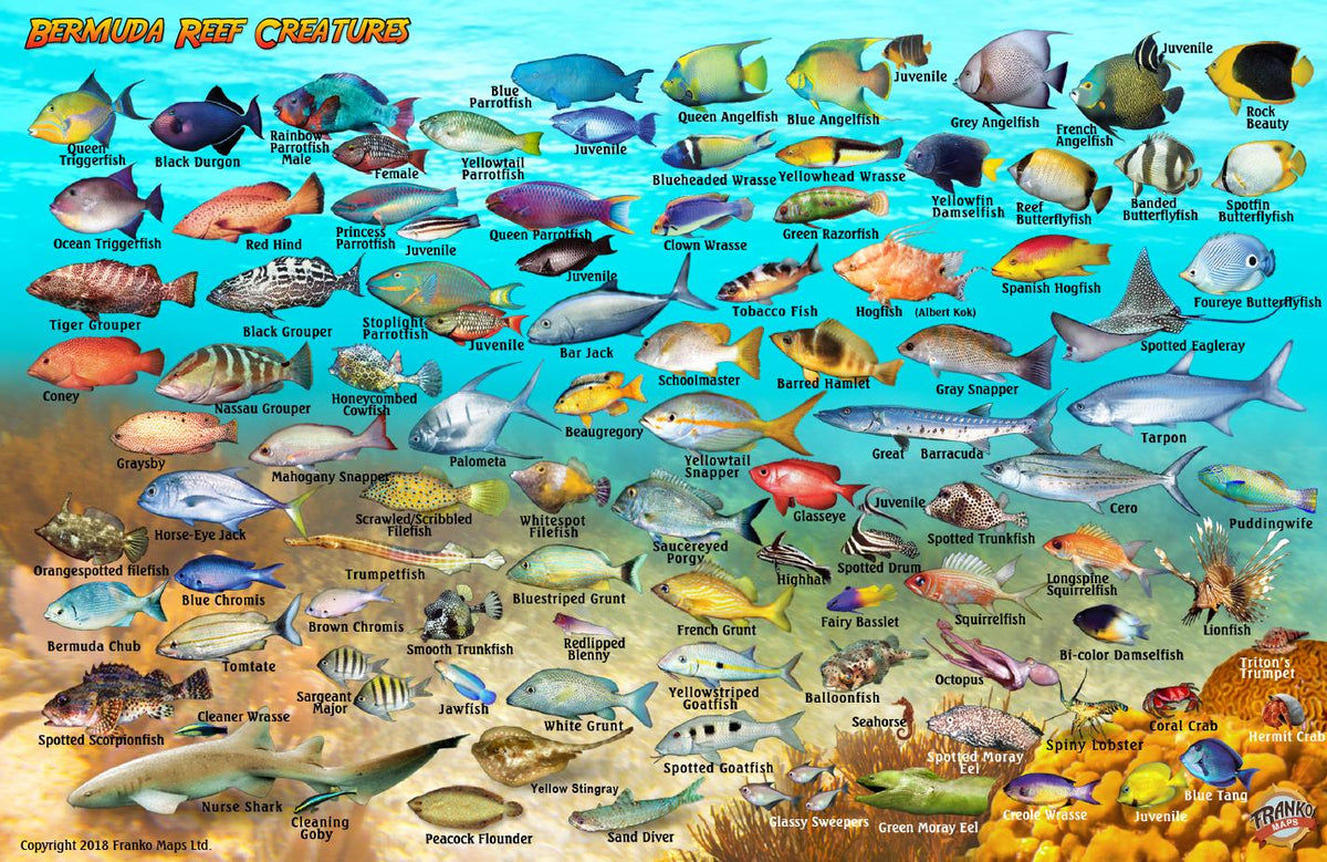 Bermuda Fish Card – Franko Maps