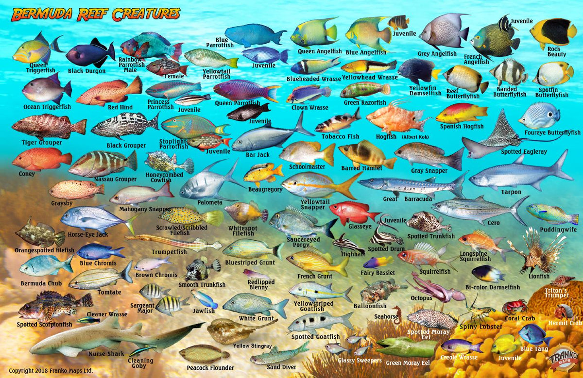 Beguda Fish Bermuda Fish Card – Franko Maps