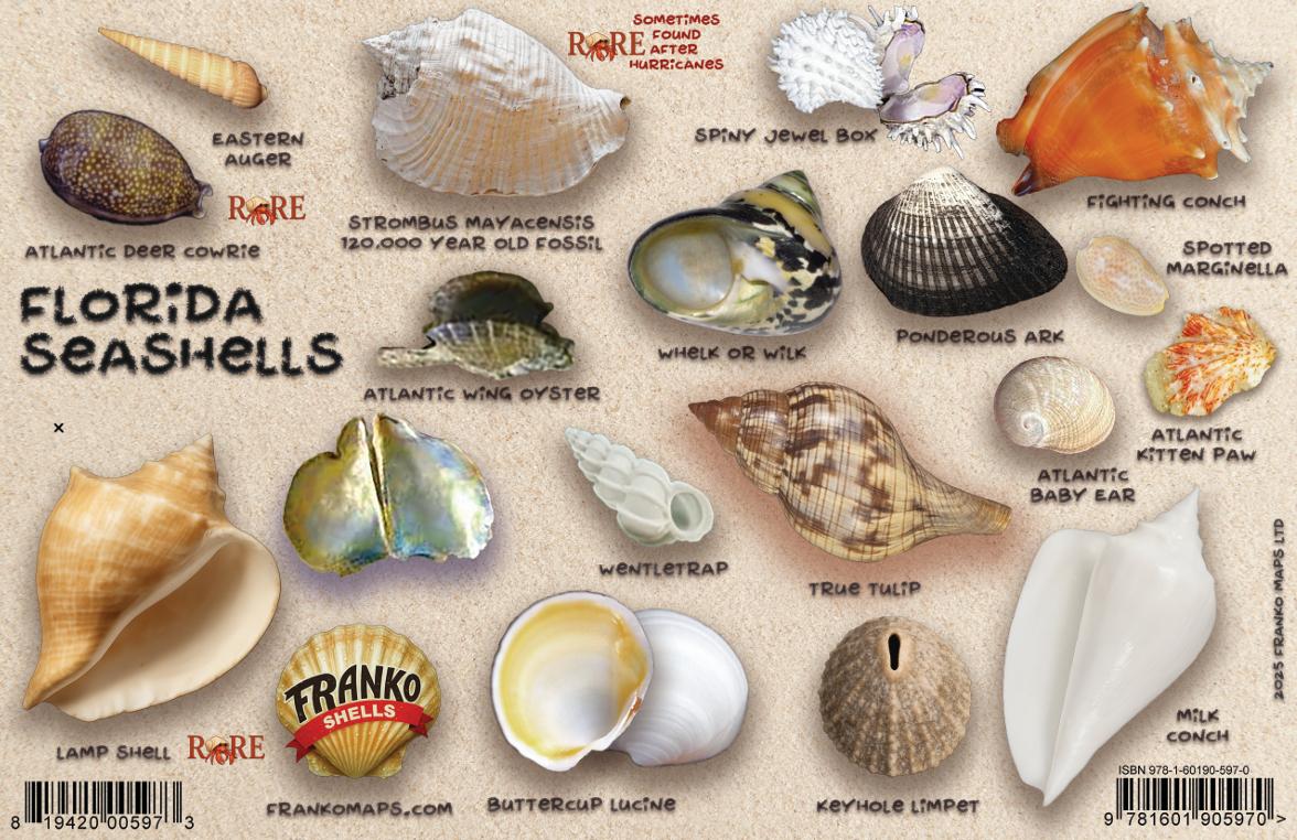 Florida Seashells Guide – Franko Maps