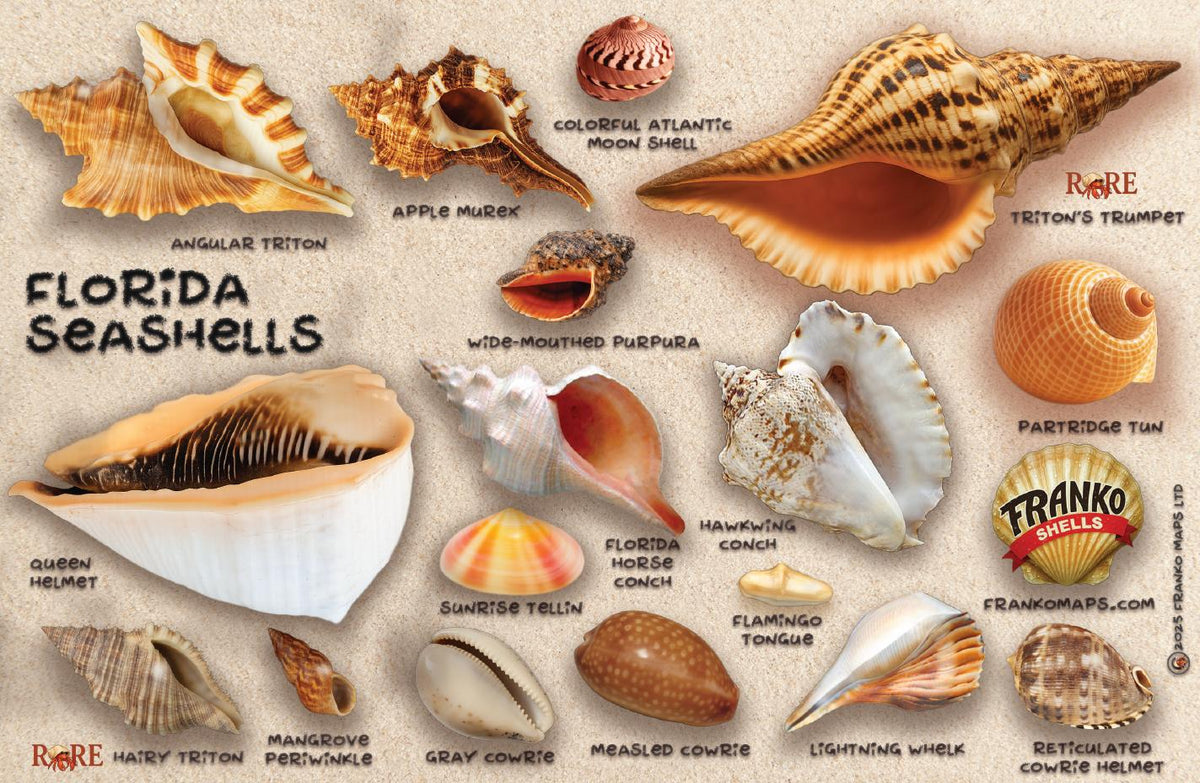 Florida Seashells Guide – Franko Maps