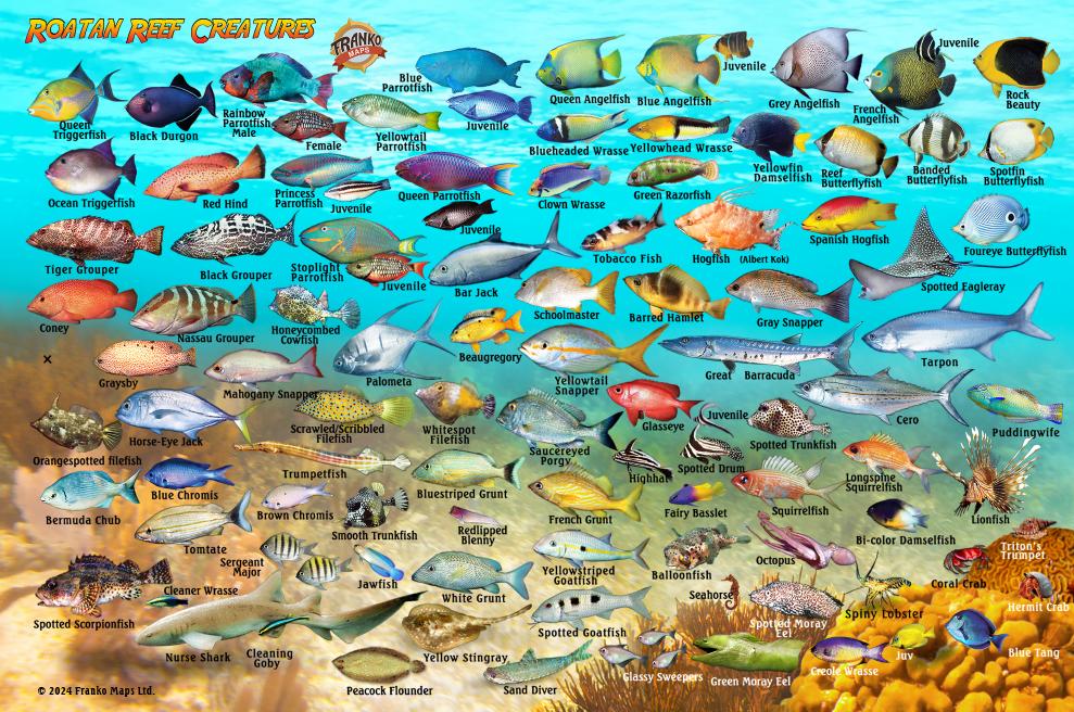 Roatan Map & Fish Poster – Franko Maps